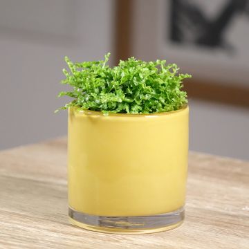 Nephrolepis exaltata Fluffy Ruffle - Feto-de-Boston