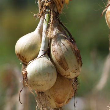 Cebola Ailsa Craig Ferme de Sainte Marthe