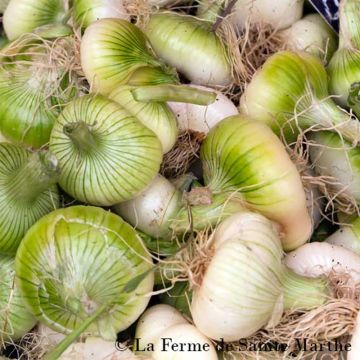 Cebola Premier NT Ferme de Ste Marthe