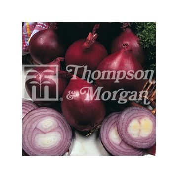 Cebola vermelha Red Baron F1