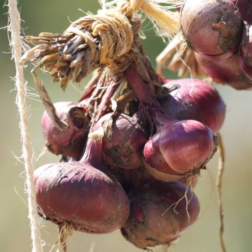 Cebola roxa De Brunswick Ferme de Ste Marthe