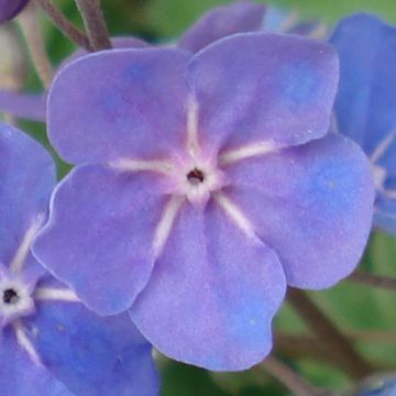 Omphalodes cappadocica Cherry Ingram