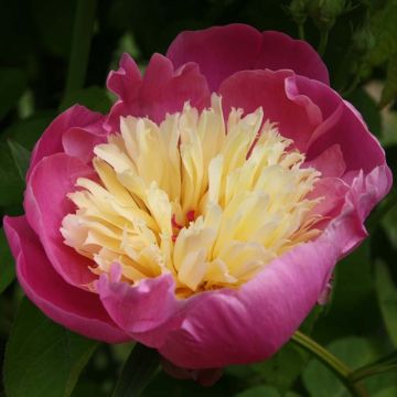 Peónia chinesa Bowl of Beauty
