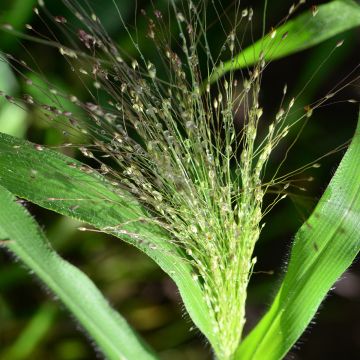 Panicum elegans QIS(R) Sprinkles em sementes