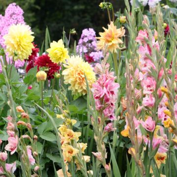 Cabaz Bons Plants especial para bulbos