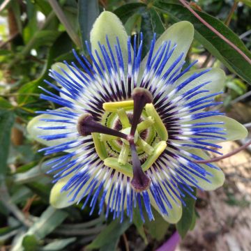 Maracujá-azul  - Passiflora caerulea