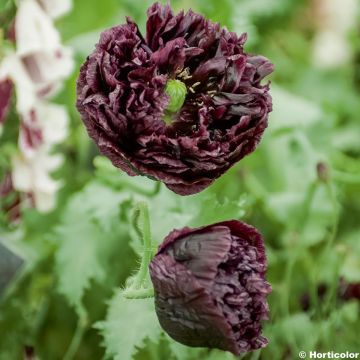 Papaver somniferum var. nigrum Black Peony em sementes