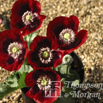 Papaver somniferum Cherry Glow em sementes
