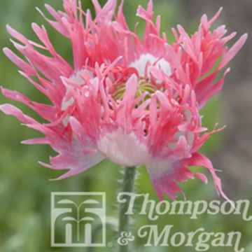 Papaver somniferum var. nigrum Pink Fizz em sementes