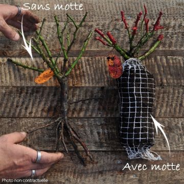 Roseira miniatura Double Knock Out