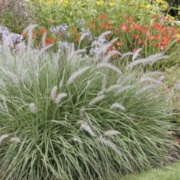 Pennisetum orientale