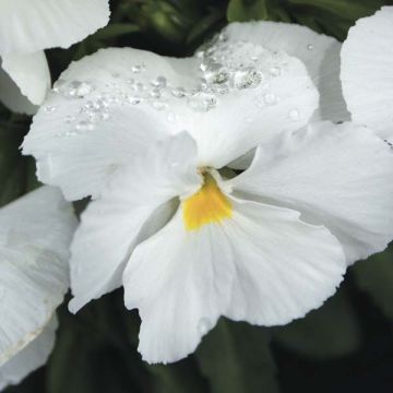 Amor-perfeito Mariposa F1 Branco - Viola