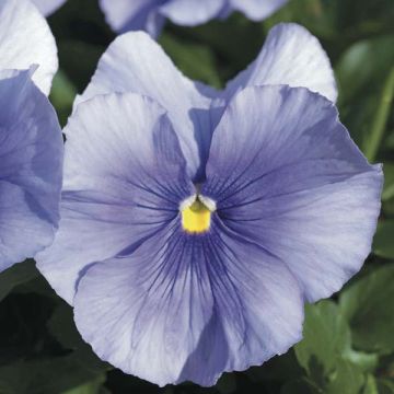 Amor-perfeito Mariposa F1 Azul Claro - Viola