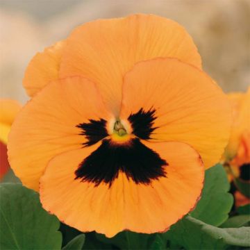 Amor-perfeito Inspire F1 Orange with Blotch - Viola hybrida