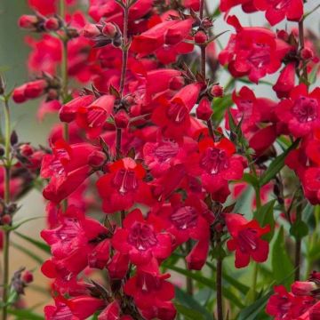 Penstemon Harlequin Vermelho