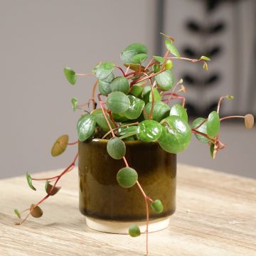 Peperomia Pepperspot