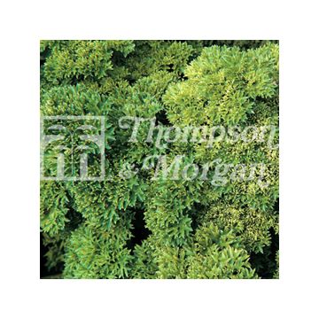 Salsa crespa Champion Moss Curled