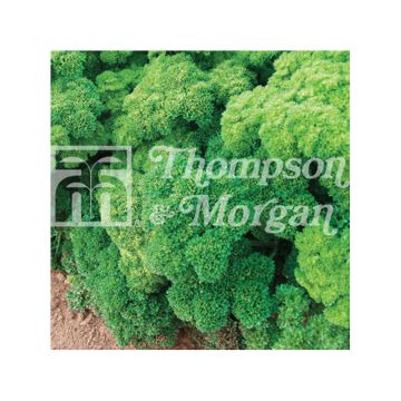 Salsa crespa Lisette