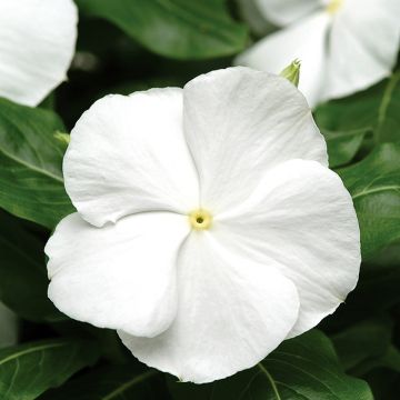 Vinca-de-madagascar Titan F1 Branco