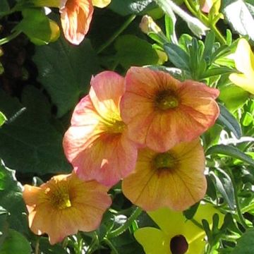 Petubrachoa Terracota