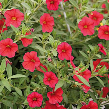 Calibrachoa Million Bells Red