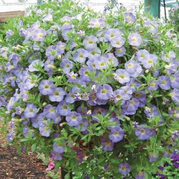 Calibrachoa Million Bells Chiffon Blue