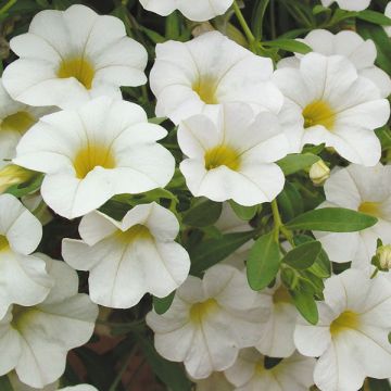 Calibrachoa Million Bells Trailing Ice