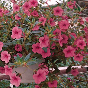Calibrachoa Million Bells Cosmos Pink