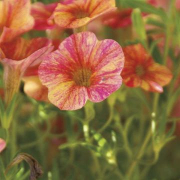 Calibrachoa Million Bells Cracking Fire