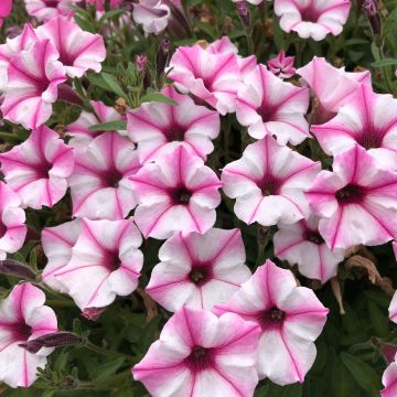 Petúnia Supertunia Pink Star