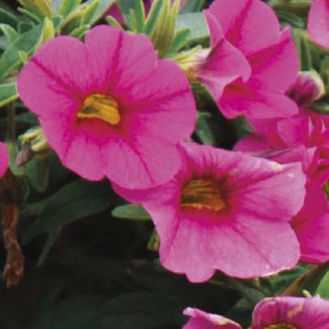 Calibrachoa Million Bells Trailing Fuchsia