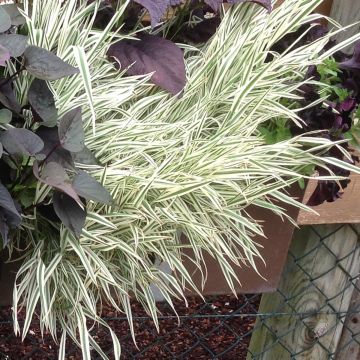 Phalaris arundinacea Cote de Nacre