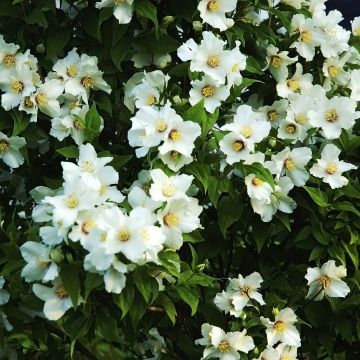 Philadelphus Belle Etoile