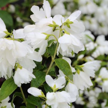 Philadelphus Little White Love