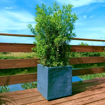 Phillyrea angustifolia GreenQuick Phillyrea angustifolia GreenQuick