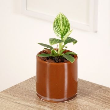 Filodendro White Measure