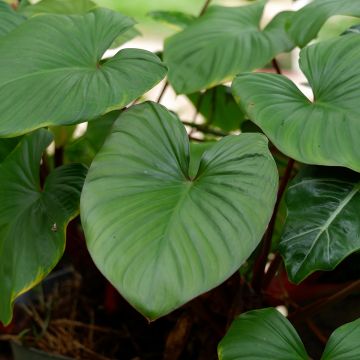 Filodendro squamiferum × serpens