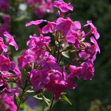 Phlox paniculata Eden's Glow
