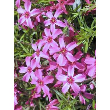 Flox-tapete Scarlet Flame - Phlox subulata
