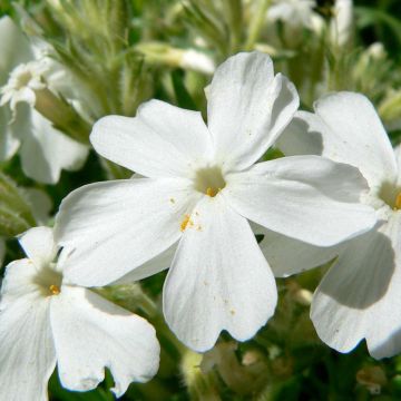 Flox-tapete White Delight - Phlox subulata