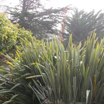 Phormium tenax