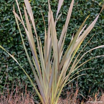Phormium Pink Blush - Linho-da-Nova Zelândia