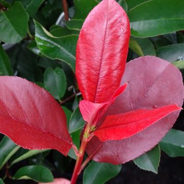 Photinia fraseri Camilvy