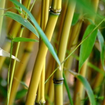 Phyllostachys aureosulcata Aureocaulis