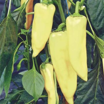 Pimento Húngara Amarela - Pimenta malagueta amarela picante