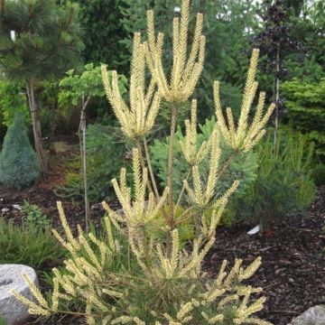 Pinus sylvestris Bialogon