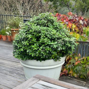 Pittosporum crassifolium Pot Belly