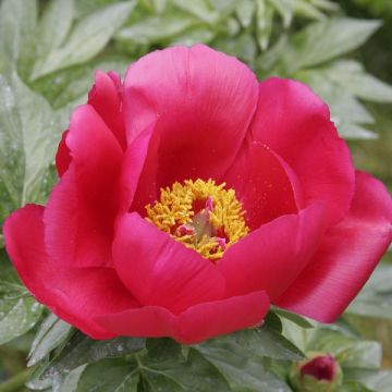 Paeonia Blaze