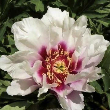 Paeonia Itoh Cora Louise