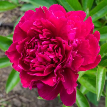 Peónia chinesa Paeonia